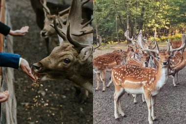 Ranč sa srnama pored Plitvica čarobno je mjesto za vikend izlet