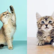 Znaš li koje su najpopularnije vrste mačaka na svijetu?