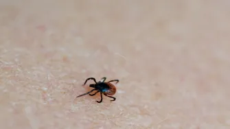 Sezona krpelja - ovo su simptomi ugriza na koje treba obratiti pažnju