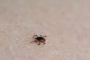 Sezona krpelja - ovo su simptomi ugriza na koje treba obratiti pažnju