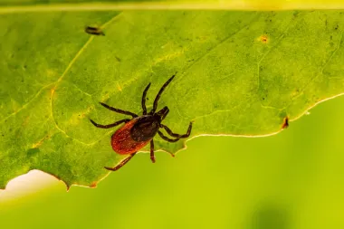 Sezona krpelja - ovo su simptomi ugriza na koje treba obratiti pažnju