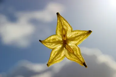 Karambola je zvijezda među egzotičnim voćem. Jesi li je probala?