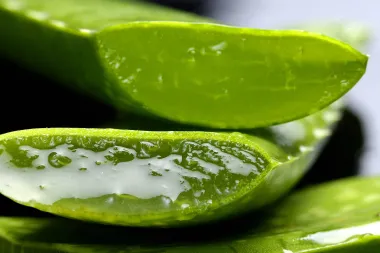 Aloe vera: Ljekovita i lijepa biljka o kojoj se lako brinuti