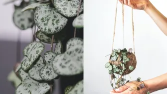 'Ceropegia woodii' je predivna biljka srcolikih listova koju moraš imati u svome domu