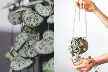 'Ceropegia woodii' je predivna biljka srcolikih listova koju moraš imati u svome domu