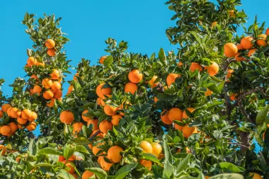 Voće koje trebamo dodati u prehranu ako želimo gubiti kilograme