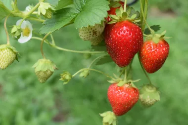 Voće koje trebamo dodati u prehranu ako želimo gubiti kilograme