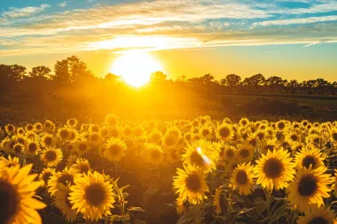 Suncokret je simbol ljeta i vedrine, a ima i odlična ljekovita svojstva