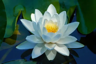 Lopoč - vodeni cvijet koji pretvara vrt u meditativnu oazu