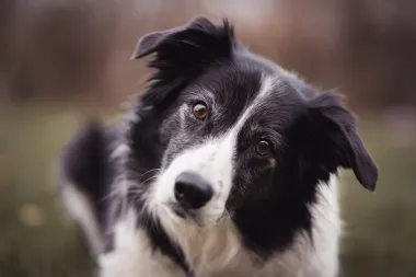 Border Collie: Pasmina za koju kažu da je najinteligentnija