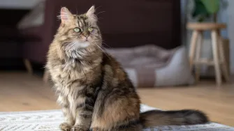 Maine coon: 10 zanimljivosti o jednoj od najposebnijih mački na svijetu