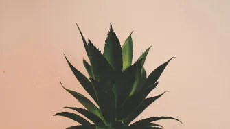 Aloe vera - sve zdravstvene dobrobiti ove čudesne biljke