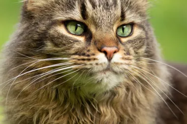 Maine coon: 10 zanimljivosti o jednoj od najposebnijih mački na svijetu