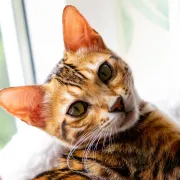 Bengalska mačka: Umiljati mini leopard koji će osvojiti tvoje srce