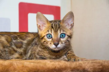 Bengalska mačka: Umiljati mini leopard koji će osvojiti tvoje srce