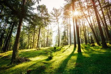 Drevni keltski horoskop: Otkrij koje stablo predstavlja tvoju dušu