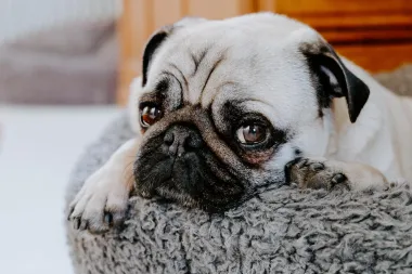 Mops: Psić 'zgužvane' njuškice koji će ti karakterom ukrasti srce