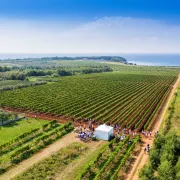 Voliš duge šetnje i dobro vino? Sljubi ih ovog vikenda u Istri, otiđi na Wine and Walk