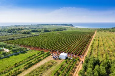 Voliš duge šetnje i dobro vino? Sljubi ih ovog vikenda u Istri, otiđi na Wine and Walk