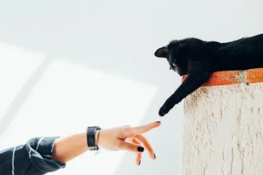 Najljepši citati o mačkama koji će se svidjeti svakom mačkoljupcu