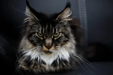 Najljepši citati o mačkama koji će se svidjeti svakom mačkoljupcu