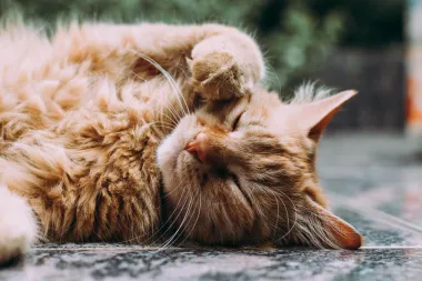 Purr: 6 stvari koje ti tvoja mačka pokušava reći kada prede
