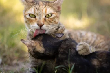Purr: 6 stvari koje ti tvoja mačka pokušava reći kada prede
