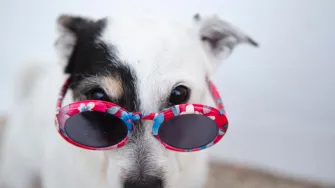 Šapa luda nalazi se svuda! Ovo su najslađi psi Instagrama
