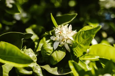 Miris luksuza u bočici: 10 neodoljivih parfema s jasminom