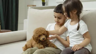 Pametni i dobri - ovo su najposlušnije pasmine pasa