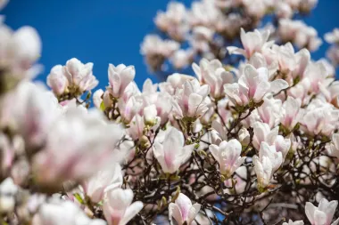 Nježna magnolija simbol je proljeća, no jesi li znala da je možeš i jesti?