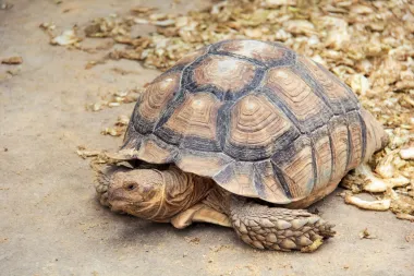Otkrij koja je tvoja duhovna životinja prema datumu rođenja