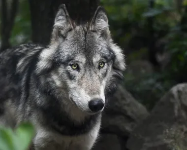 Otkrij koja je tvoja duhovna životinja prema datumu rođenja