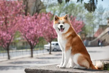 5 zanimljivosti o japanskoj akiti - pasmini koja osvaja na prvi pogled