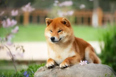 5 zanimljivosti o japanskoj akiti - pasmini koja osvaja na prvi pogled