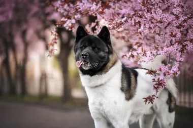 5 zanimljivosti o japanskoj akiti - pasmini koja osvaja na prvi pogled