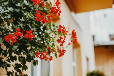 Otporno cvijeće koje dobro podnosi sunce i vrućine