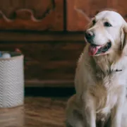 Potvrdili veterinari: Stvari koje imaš kod kuće, a koje mogu biti otrovne za tvog psa