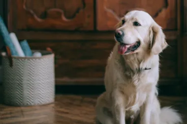 Potvrdili veterinari: Stvari koje imaš kod kuće, a koje mogu biti otrovne za tvog psa