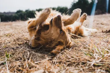 Potvrdili veterinari: Stvari koje imaš kod kuće, a koje mogu biti otrovne za tvog psa