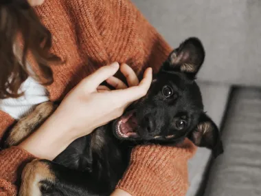 Potvrdili veterinari: Stvari koje imaš kod kuće, a koje mogu biti otrovne za tvog psa