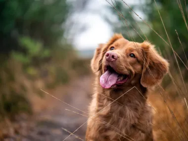 Potvrdili veterinari: Stvari koje imaš kod kuće, a koje mogu biti otrovne za tvog psa