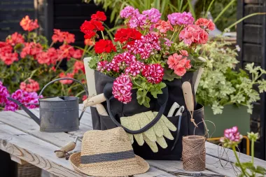Pet savjeta za kupnju pelargonija koje će cvjetati kao lude