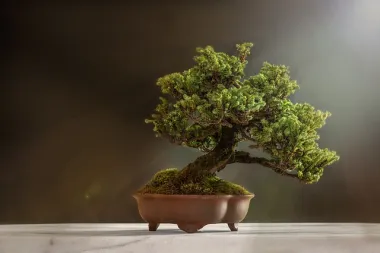 Trikovi i savjeti za oblikovanje bonsai drvca