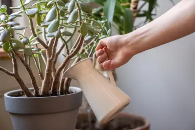 Sobne biljke koje donose sreću. Imaš li ih već kod kuće?