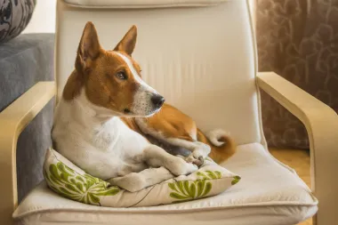 Basenji – inteligentna i aktivna pasmina koja ne laje