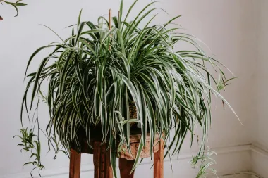 Spider plant ili 'biljka pauk': Nezahtjevna biljka koja pročišćava zrak za svaki interijer