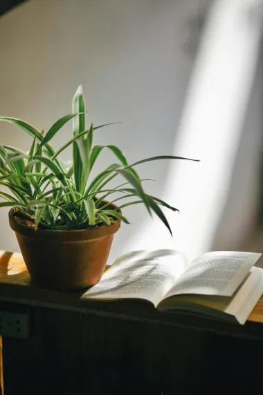 Spider plant ili 'biljka pauk': Nezahtjevna biljka koja pročišćava zrak za svaki interijer