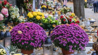 Krizanteme - simbol sjećanja i ljubavi prema onima koji više nisu s nama
