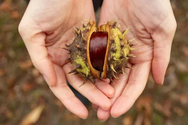 Donosimo 14 recepata za božićne slastice bez glutena